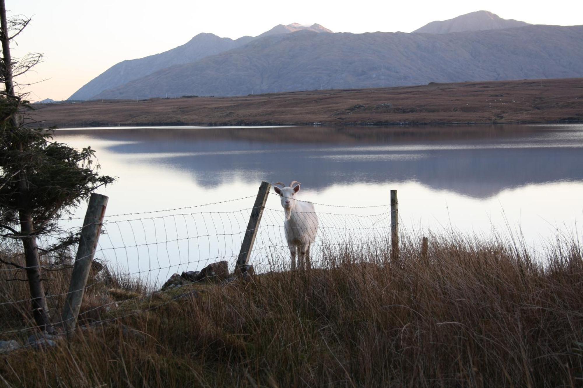 The Connemara Hostel - Sleepzone リーノーン エクステリア 写真